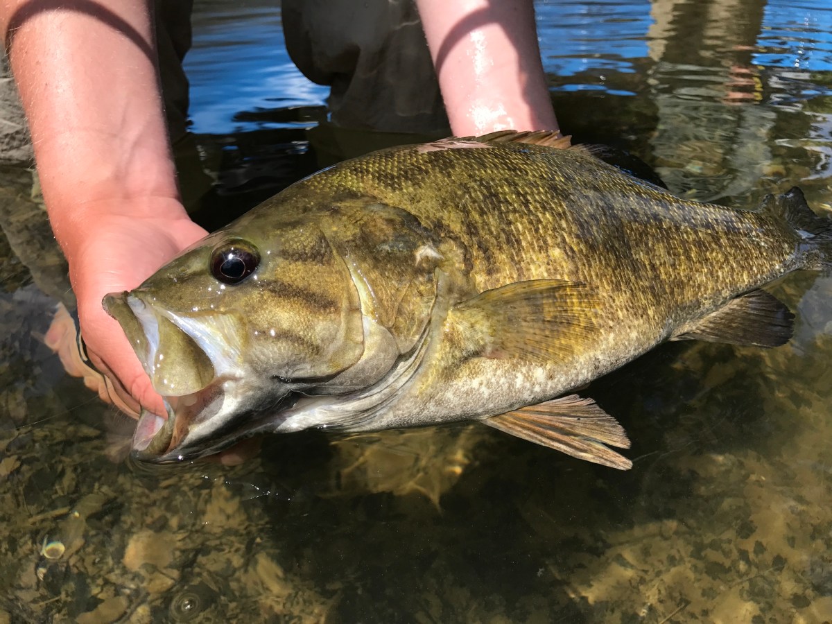 Old School Tactics for Fishing the Fall Smallmouth Bass Blitz. No Forward-Facing Sonar Required