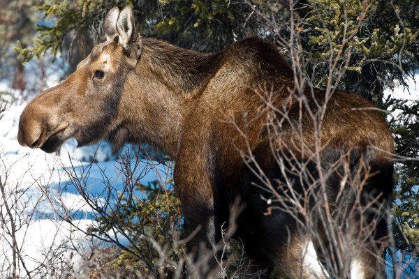 Idaho Woman Hospitalized After Being Knocked Unconscious by a Moose in Her Driveway