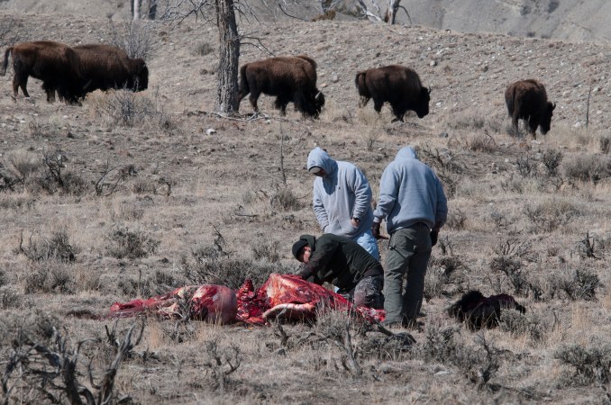 Bullet Fragment Grazes Tribal Hunter in "Freak Accident" During Bison Hunt Near Yellowstone