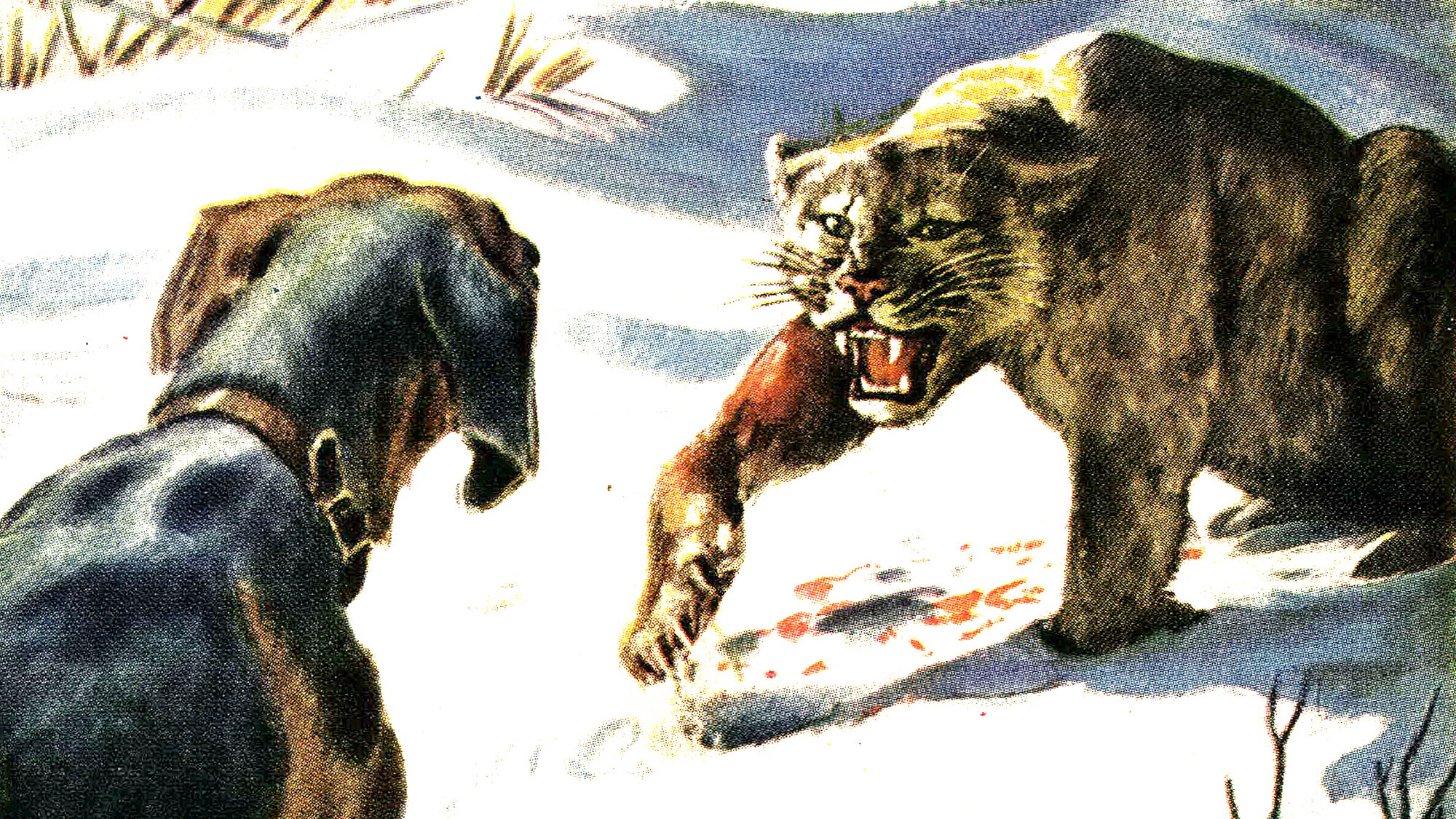 A bloody cougar faces off with a hound dog.