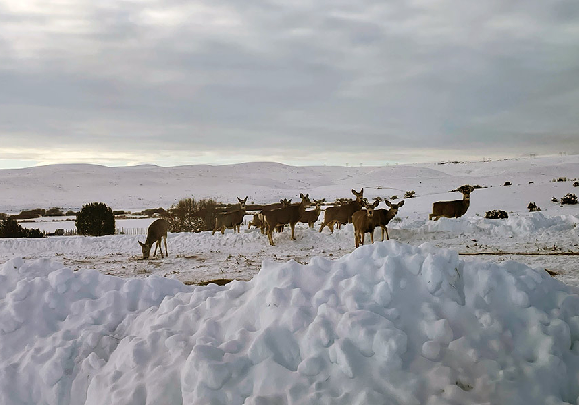 Mule deer emergency feeding Utah
