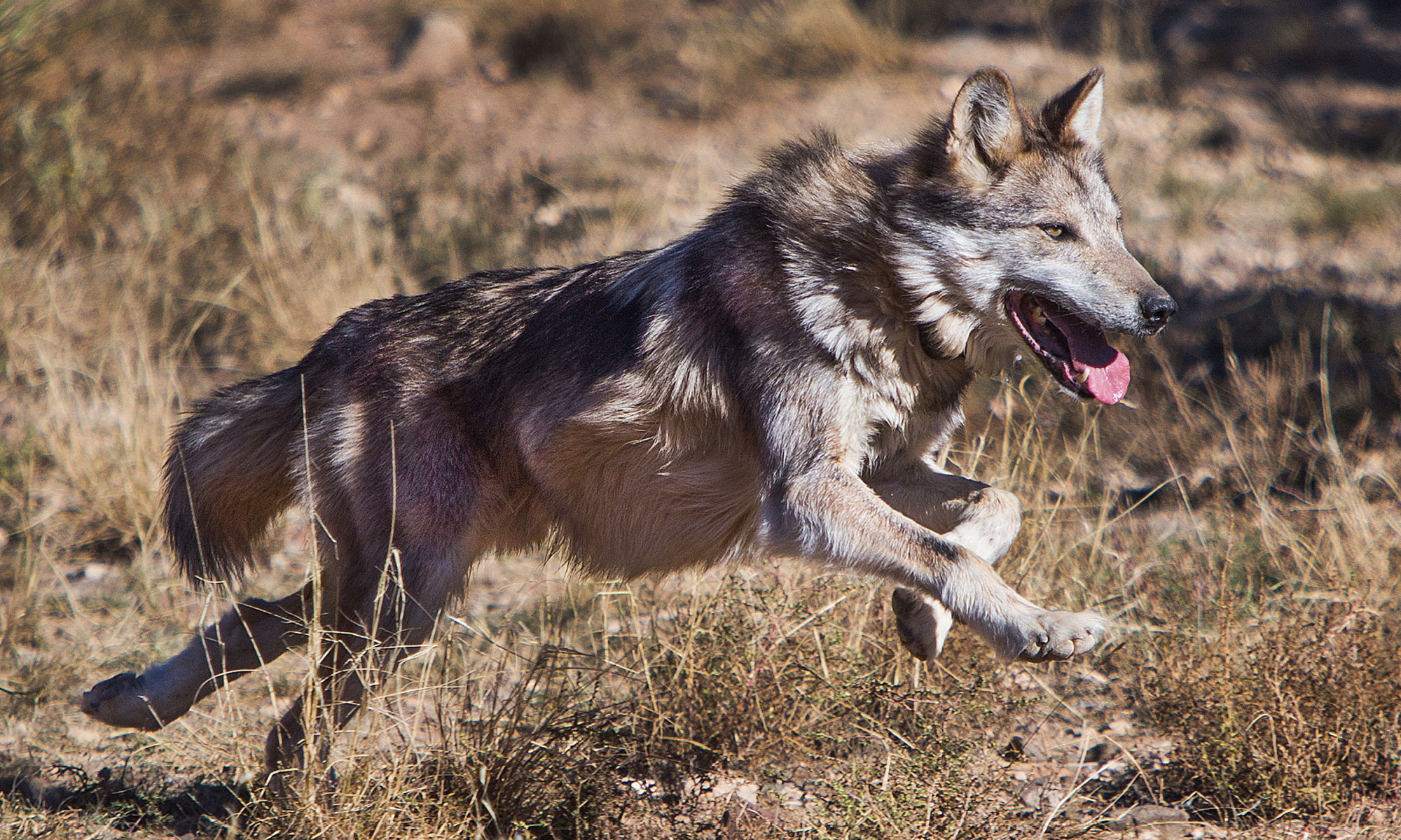 Mexican wolf captured outside recovery zone