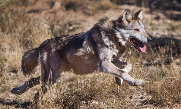 Mexican Wolf Captured Outside Recovery Zone to Be Relocated