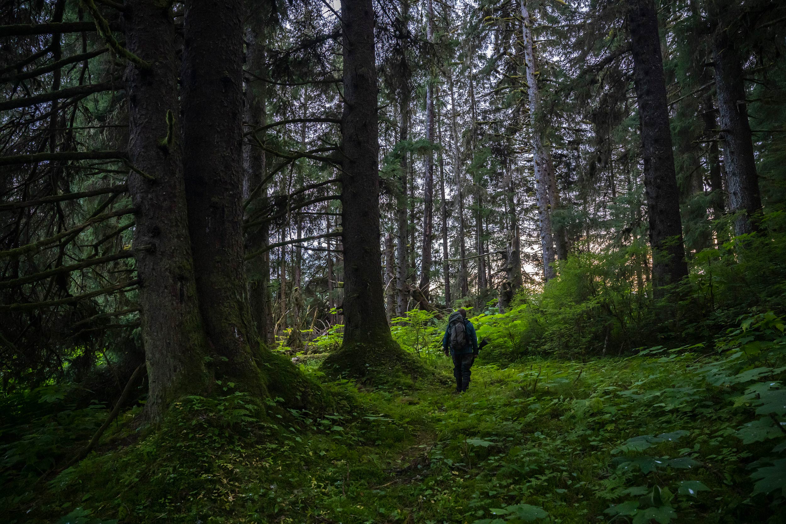 tongass national forest