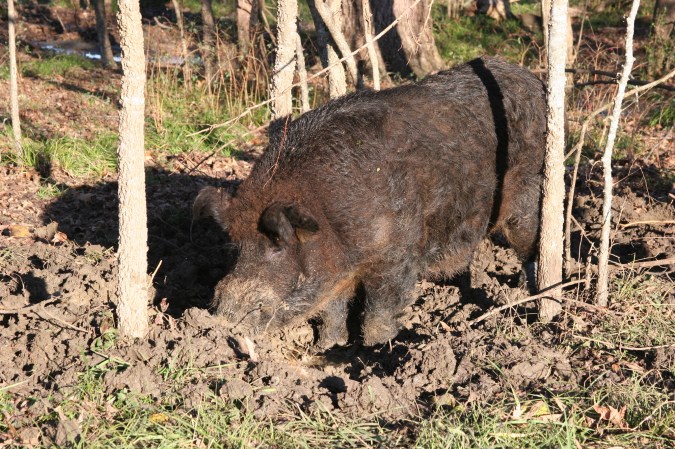 Wyoming and Montana Brace for Wild Hog Invasion from Neighboring States and Canada