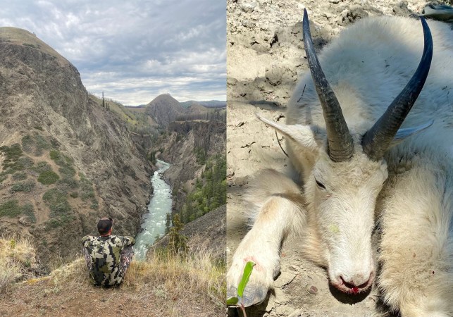 What It Took to Tag the World Record Mountain Goat