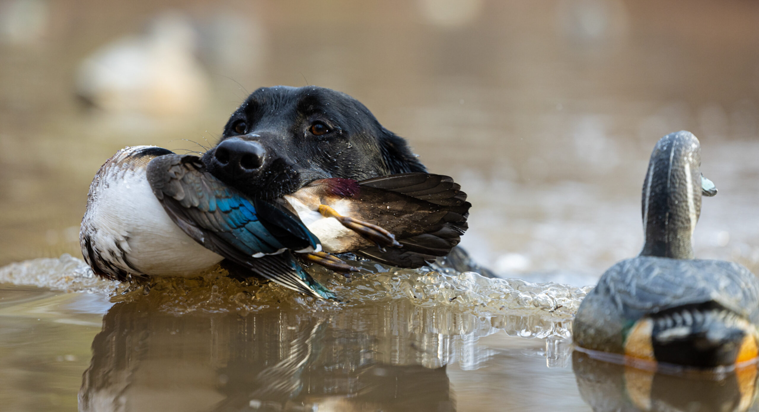 A black lab retrieves a duck in water.