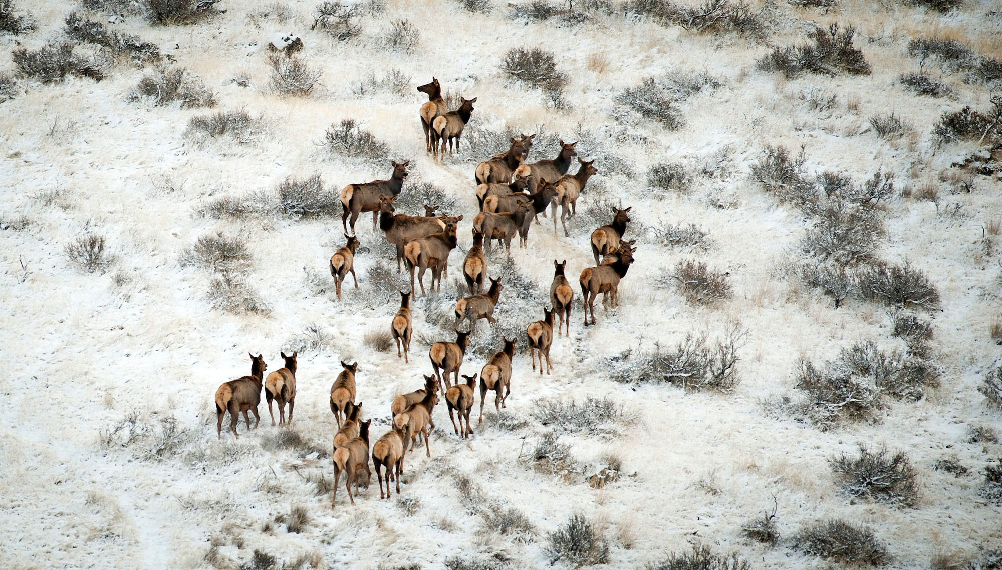 A herd of elk mills around on a snowy plain.