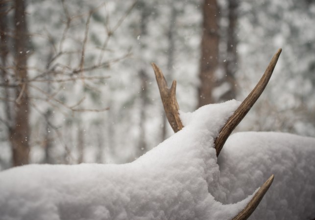 Utah Closes All Shed Hunting Until May. Some Hunters Aren't Happy About It