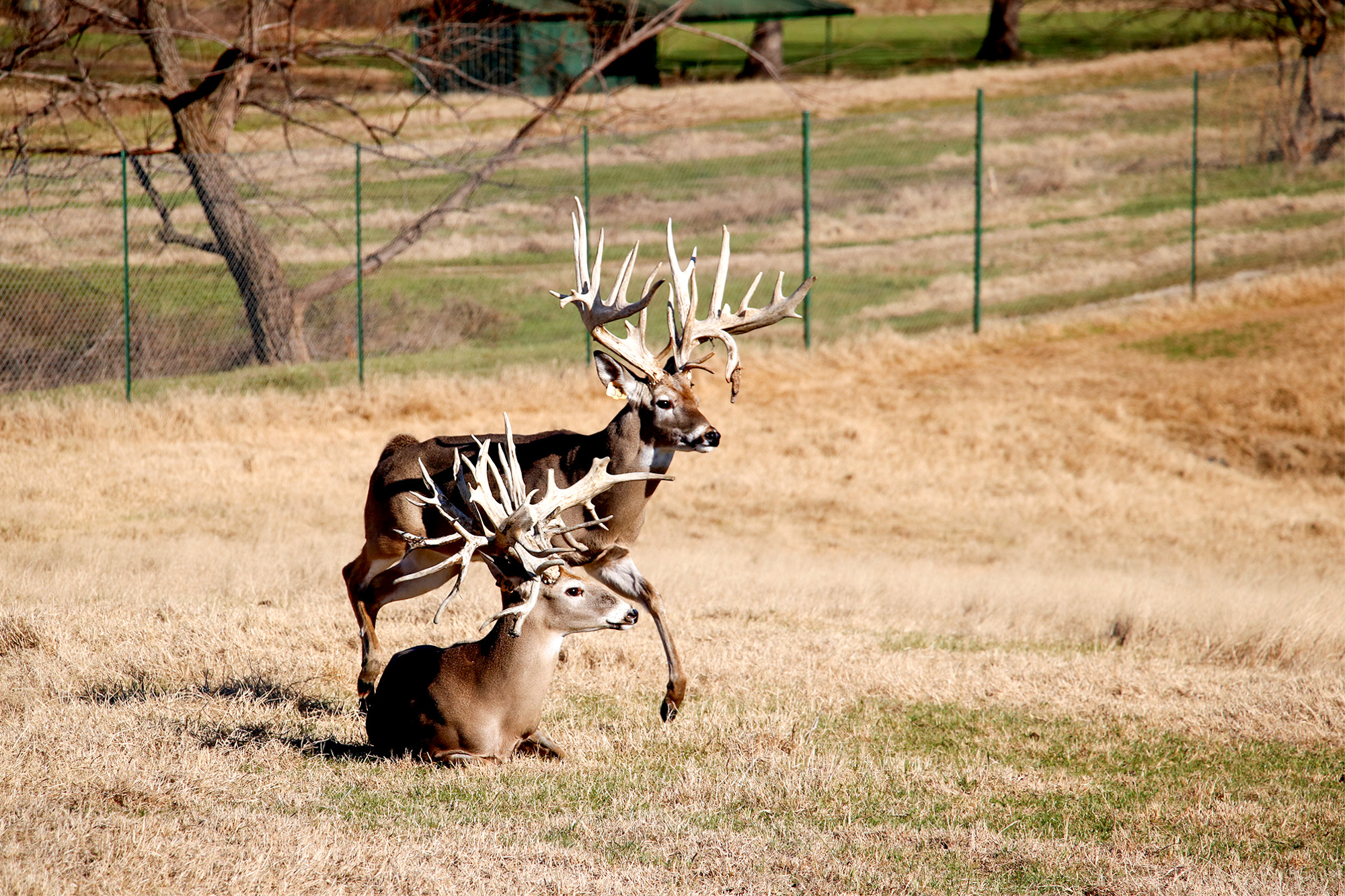 Breeder Buck Ranches Where Do Texas Deer Breeders Stand in War Against CWD? | Outdoor Life