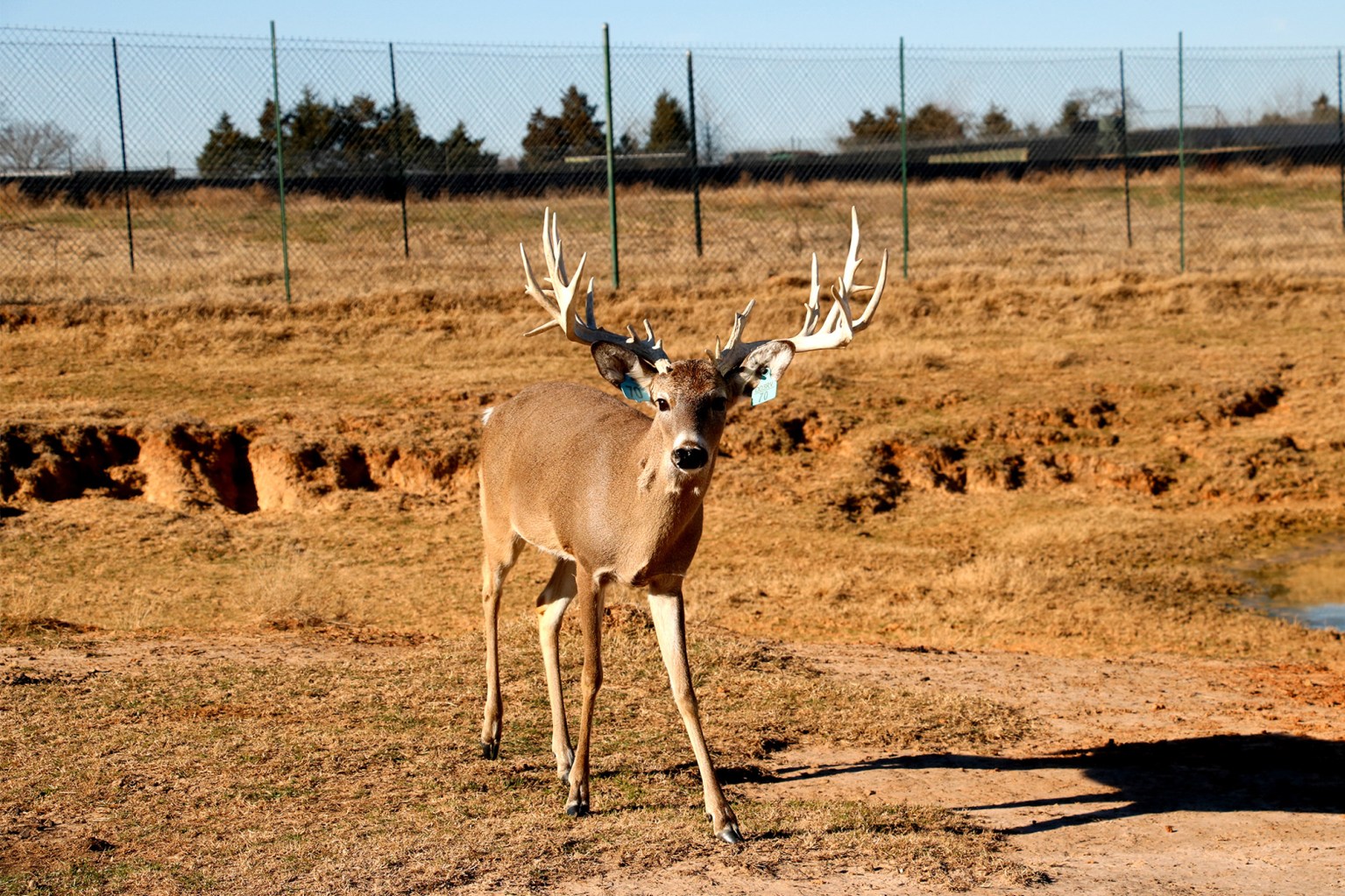Breeder Buck Ranches Where Do Texas Deer Breeders Stand in War Against CWD? | Outdoor Life