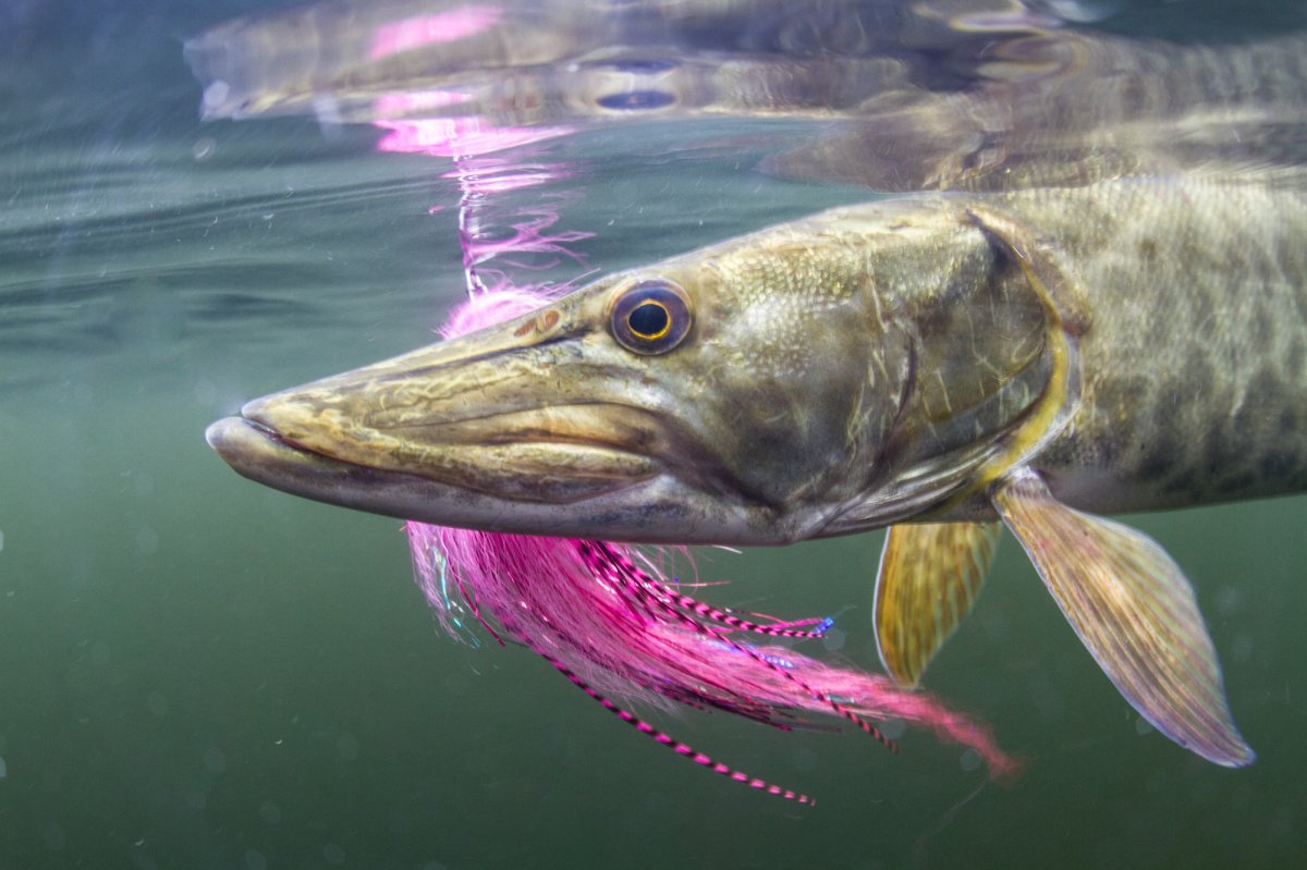 I Floated a Remote Canyon with the ‘Old Guide,’ Hoping to Catch a Muskie. Nobody Thought We’d Survive It