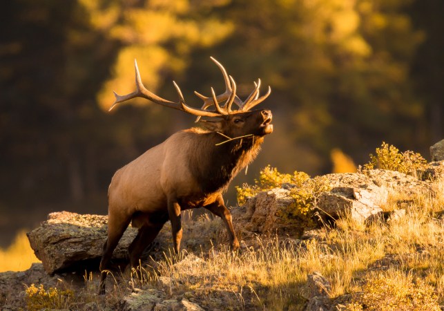 Do Elk Bugle with Regional Accents?