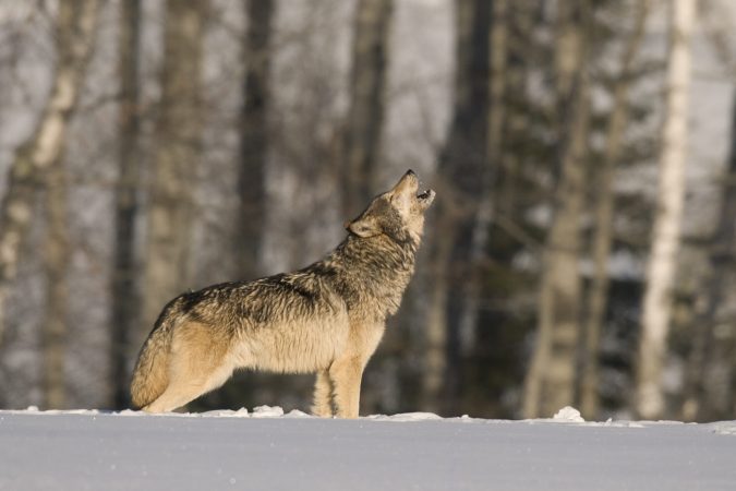 Minnesota Has the Most Wolves in the Lower 48 but Does Not Allow Wolf Hunting. Here’s Why