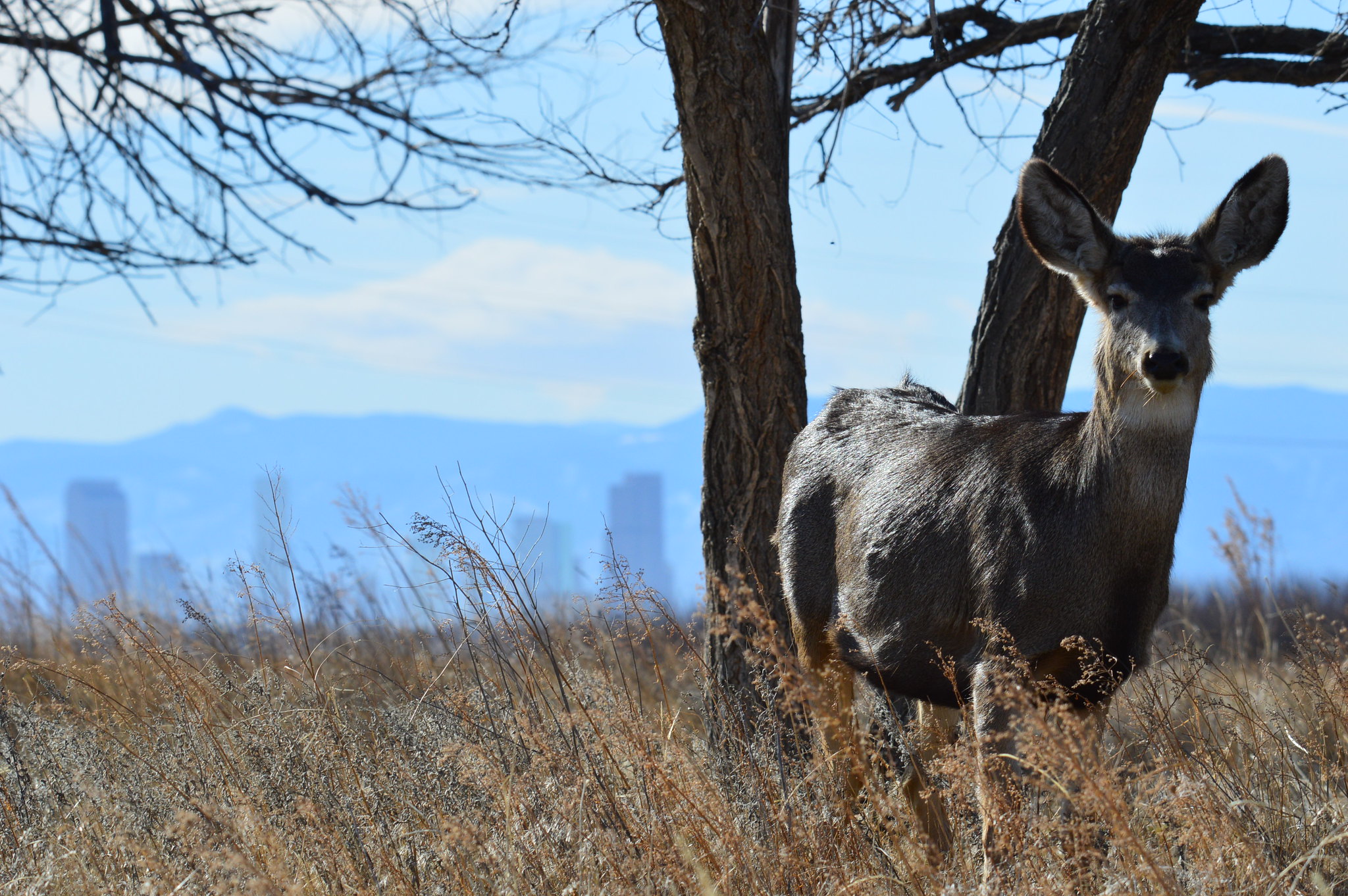 A mule deer stands near a viewer with a city skyline in the background.