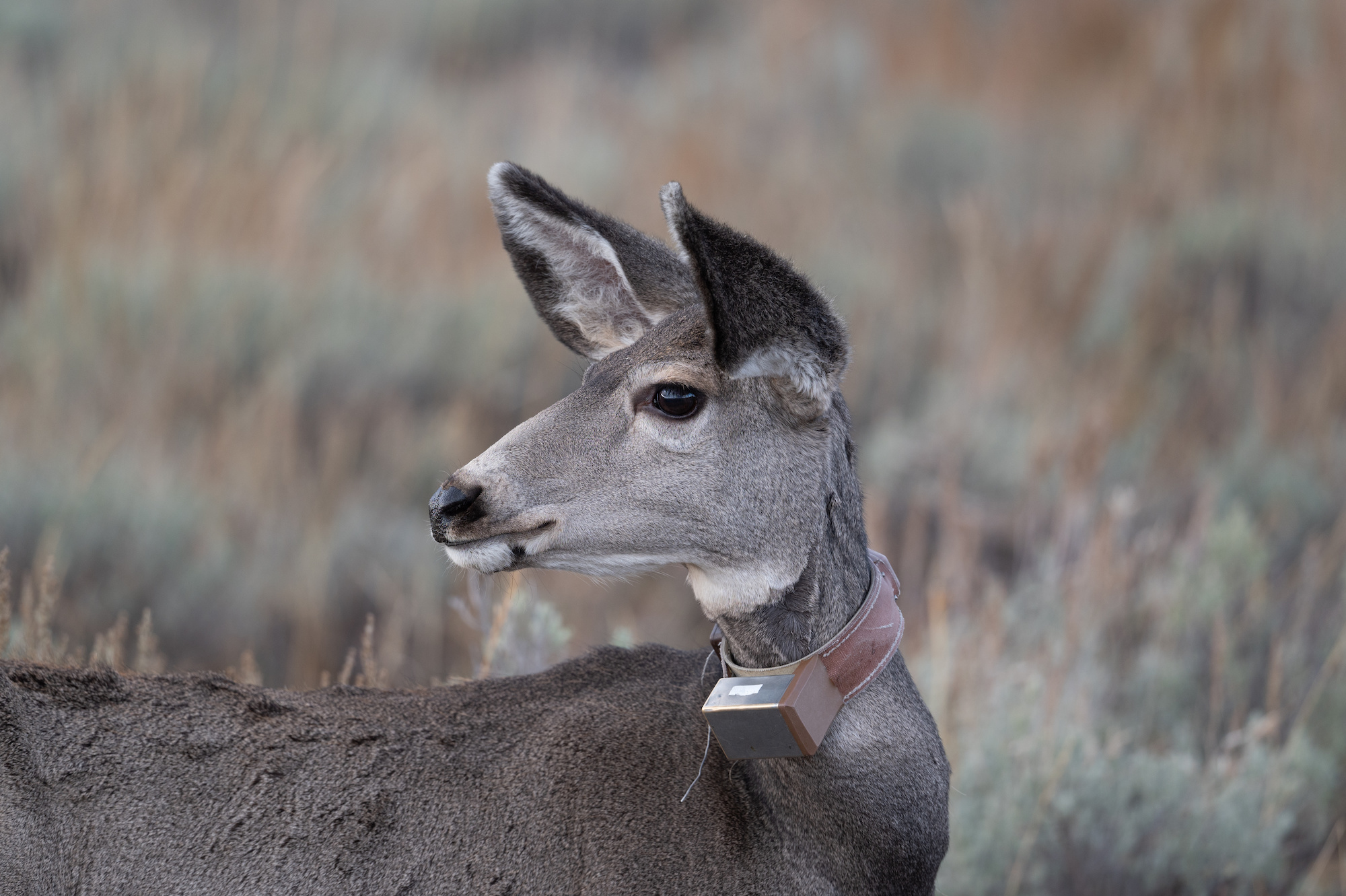 A mule deer doe with a GPS collar around her neck.