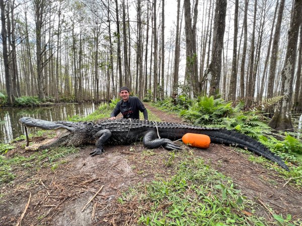 Hunter Tags Alligator Twice His Size After Tug-of-War in Florida