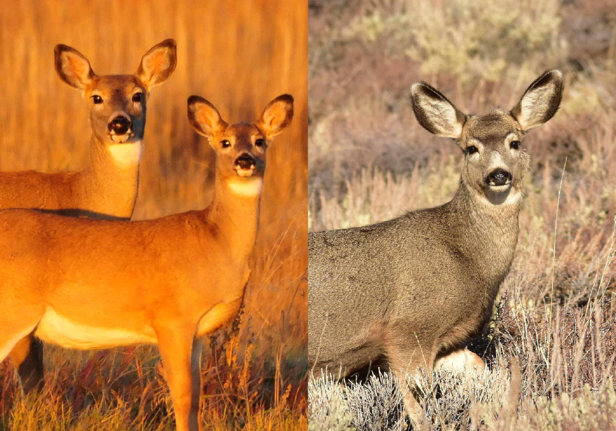 mule deer ears vs whitetail ears