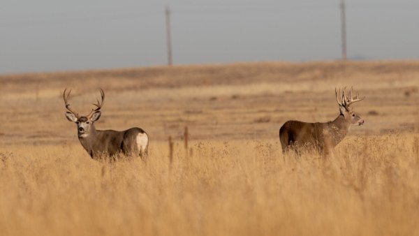 Mule Deer vs. Whitetail Deer: How to Tell Them Apart
