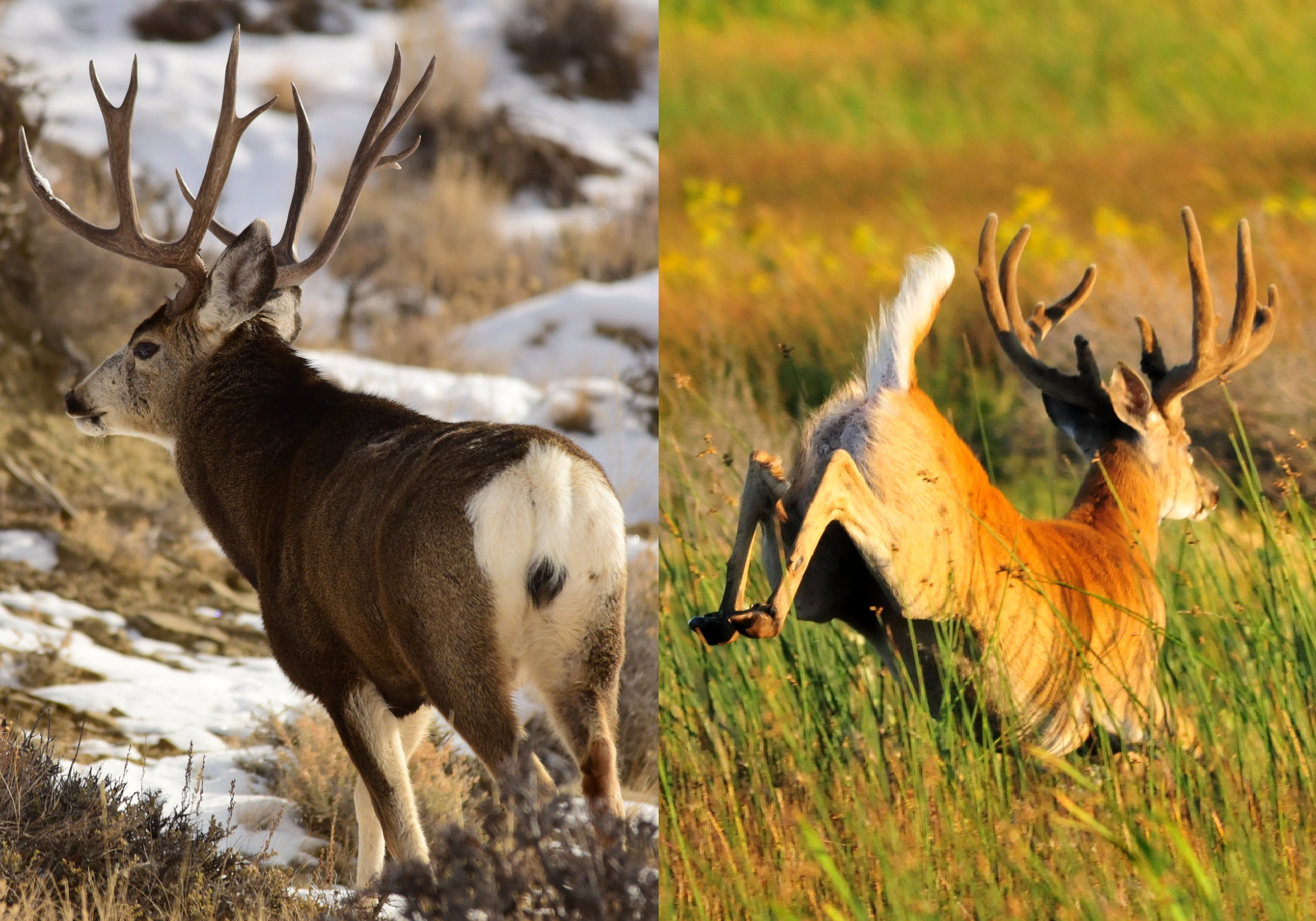 mule deer tail vs whitetail deer tail
