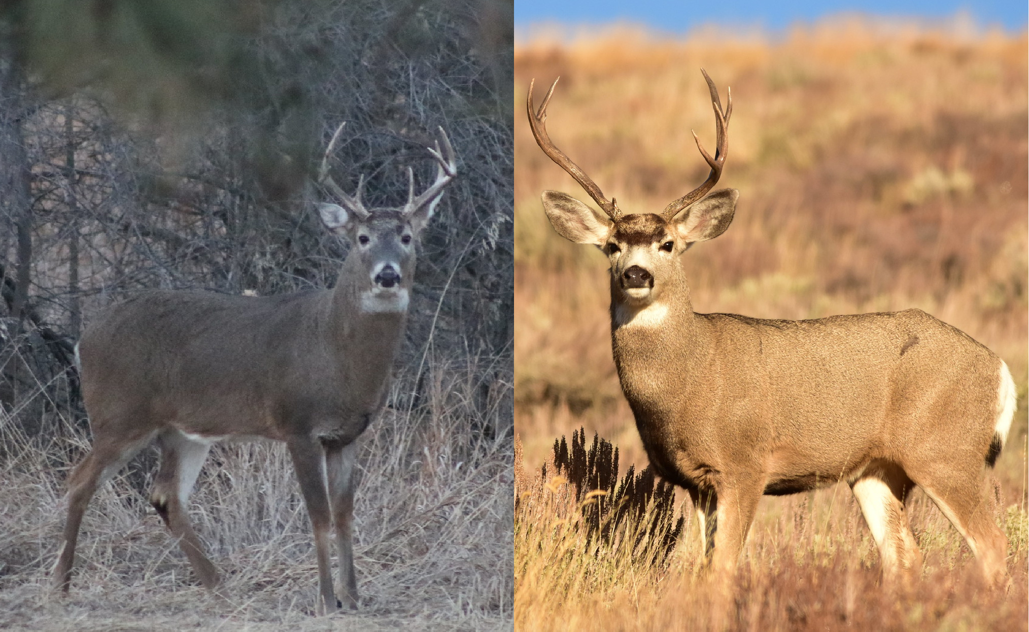 A side-by-side comparison of a mule deer buck (right) and a whitetail buck (left).