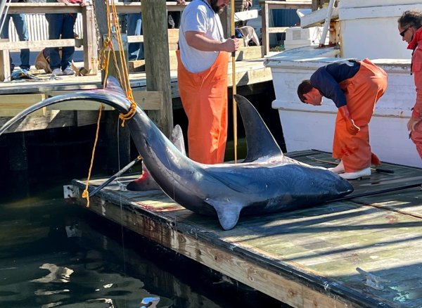 Carolina Fisherman Sets New State Record with Giant Thresher Shark