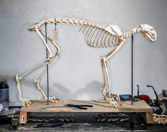 The bones of a Canada lynx on a stand in a workshop.