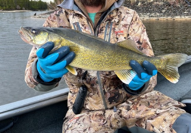 walleye caught illegally lake cascade idaho