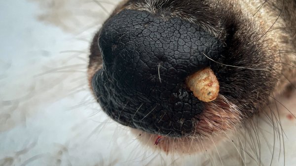 Those White Grubs in Your Deer’s Nose Are Just Botfly Larvae. Don’t Panic