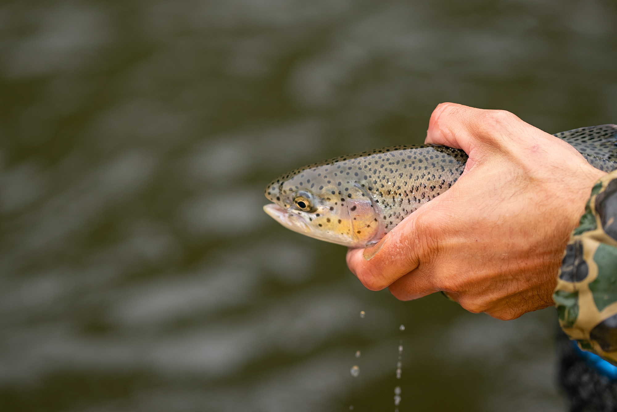 A rainbow trout in hand.