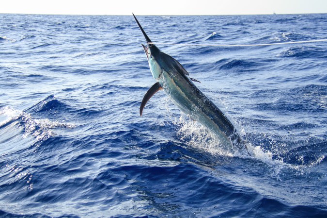 Hard-Fighting Marlin Punches Hole in Boat Engine, Strands Anglers in Open Ocean