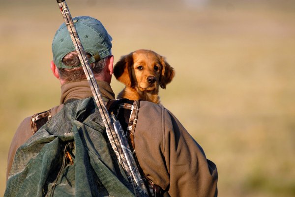 The Best Hunting Dog Names