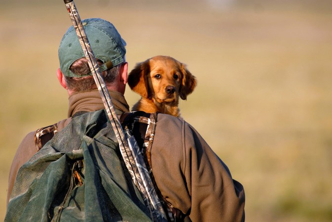 puppy hunting dog