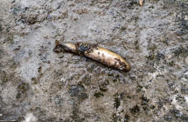 Nearly 3,000 Aquatic Species Impacted by East Palestine Train Derailment