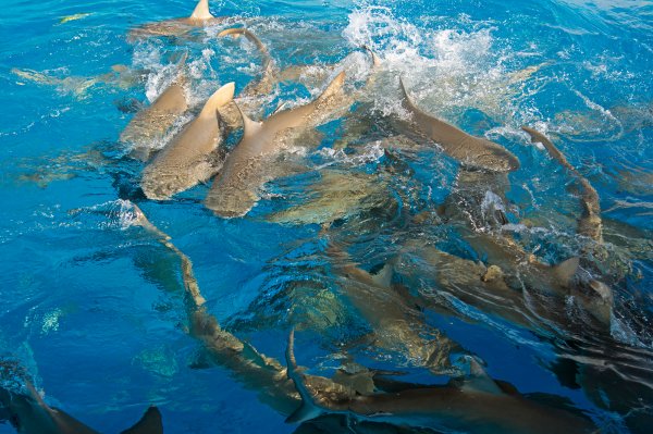 Watch a Massive Shark Feeding Frenzy Off the Coast of Louisiana