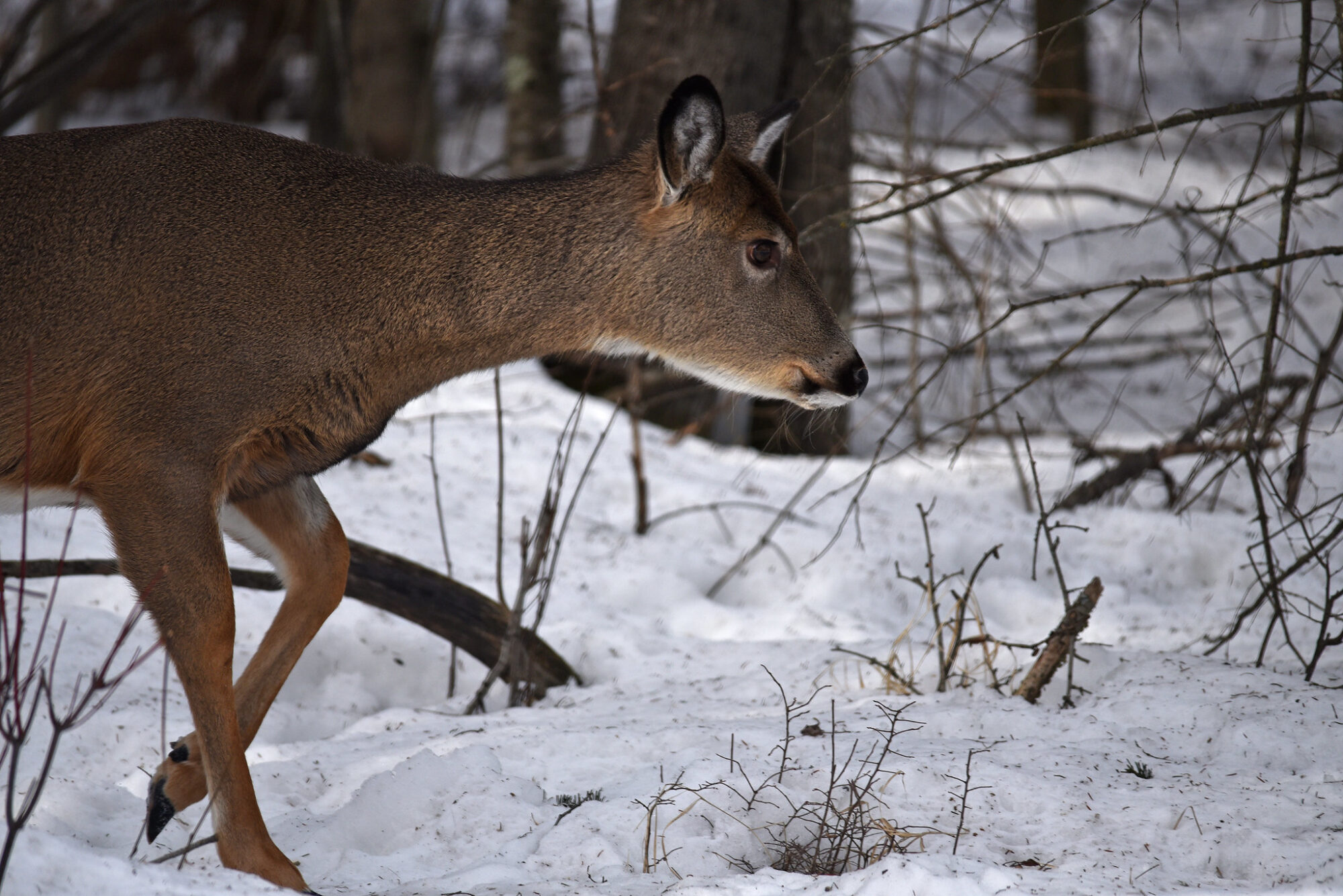 winterkill does winter weather kill wildlife