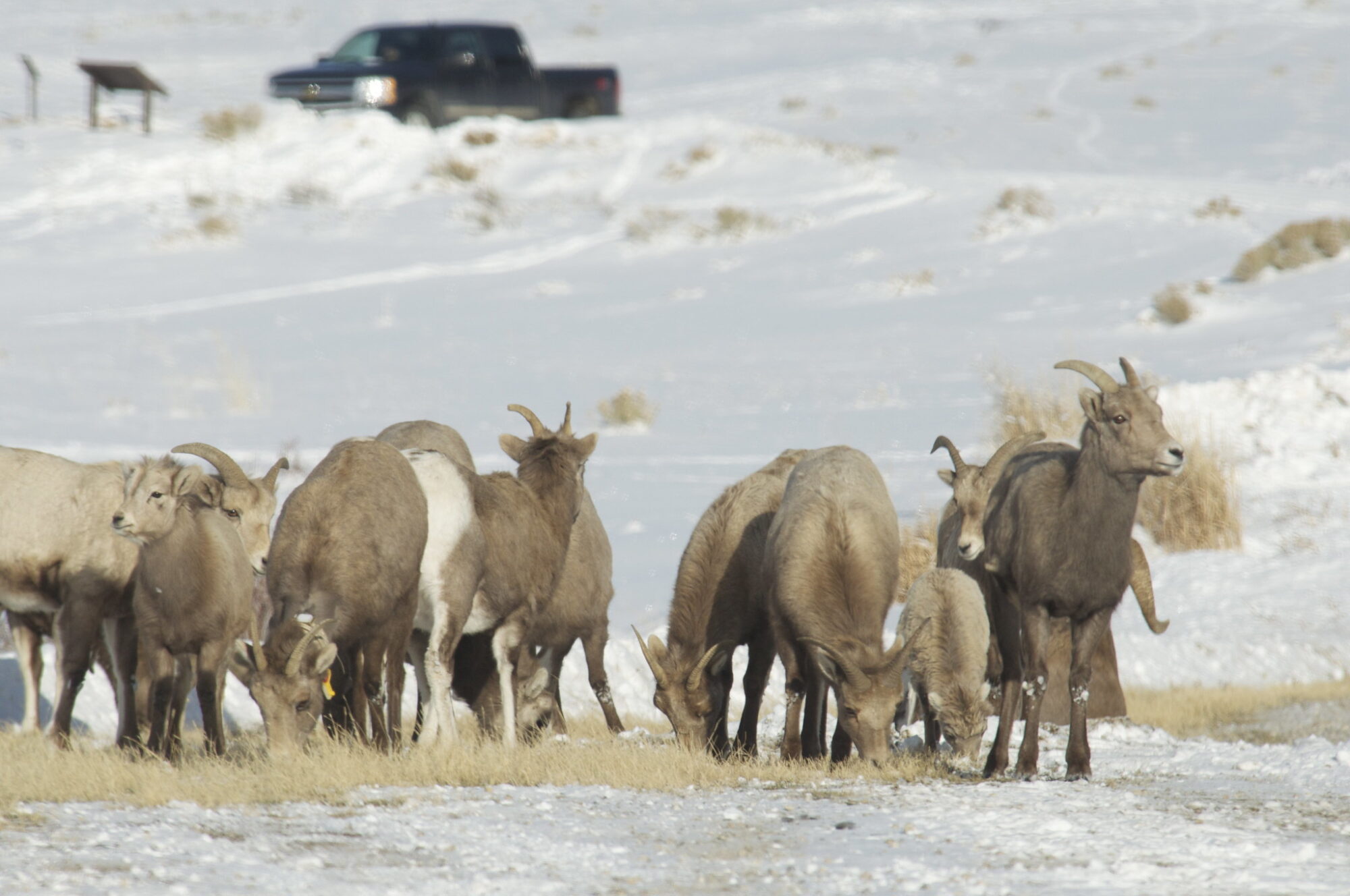 Winterkill Is Wildlife in Trouble This Year? Outdoor Life
