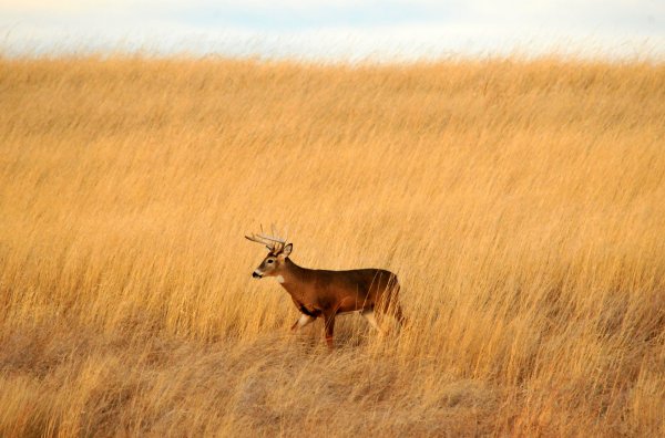 Manitoba Records Its First Two CWD-Positive Whitetail Deer