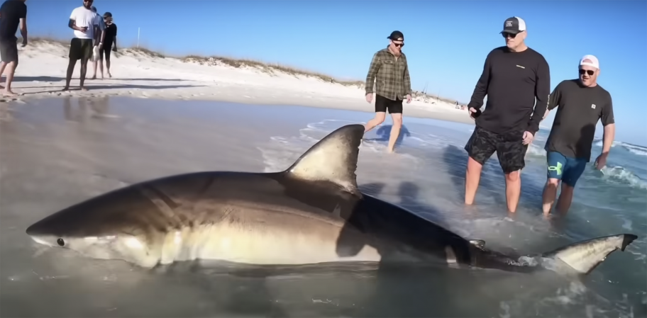 Video: 13-Foot Great White Shark Caught from Pensacola Beach
