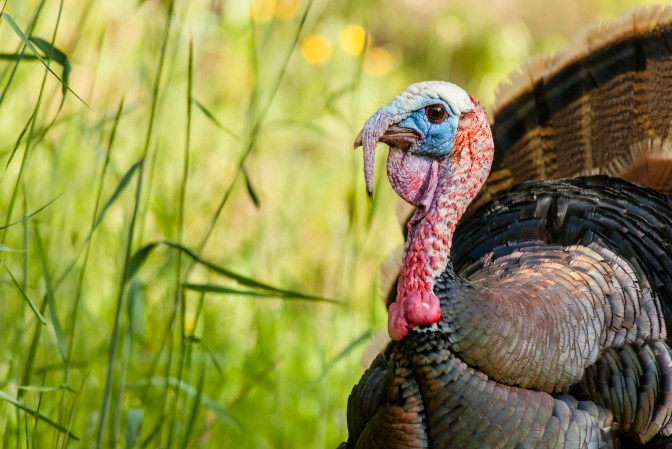 Turkey Vision: Here’s What Hunters Should Know About How Wild Turkeys See