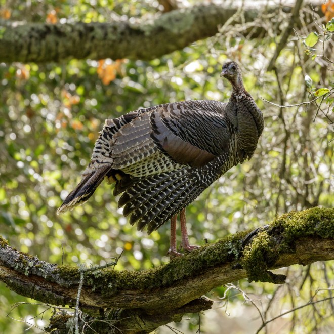 Turkey Vision: Here's How Turkeys See | Outdoor Life