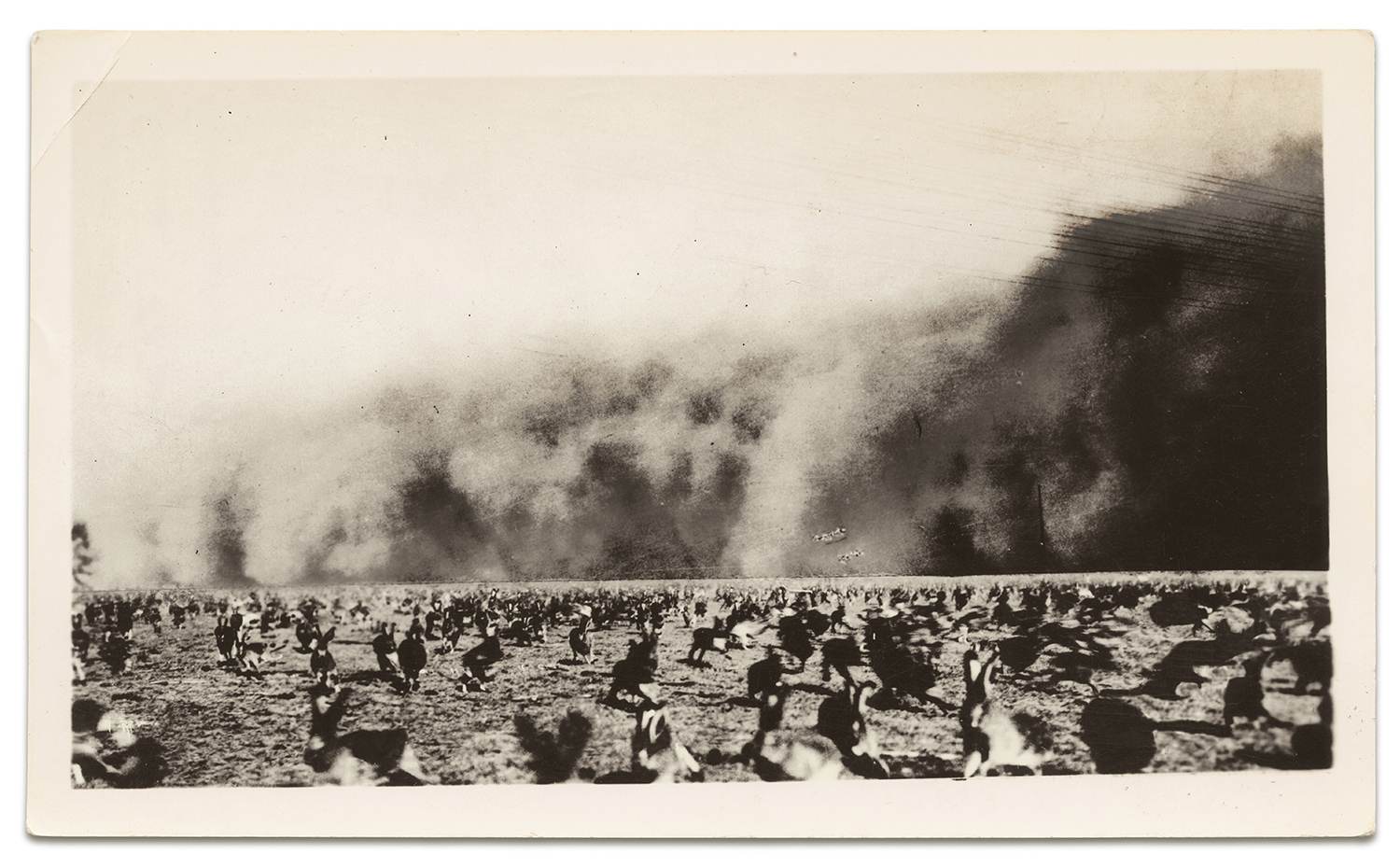 A dust storm surges behind hundreds of running jackrabbits during a 1930s rabbit drive.