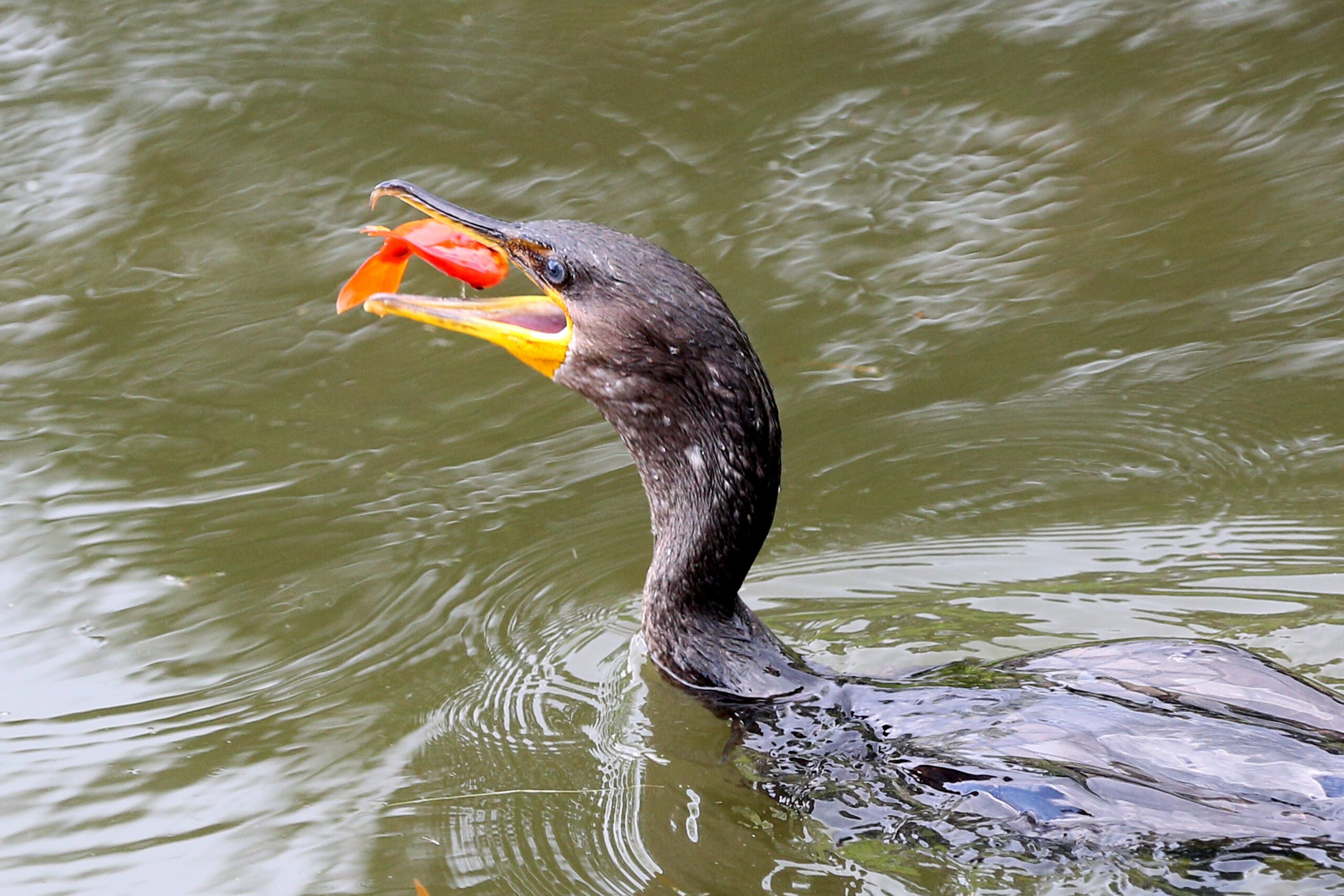 Cormorant eating an invasive goldfish.