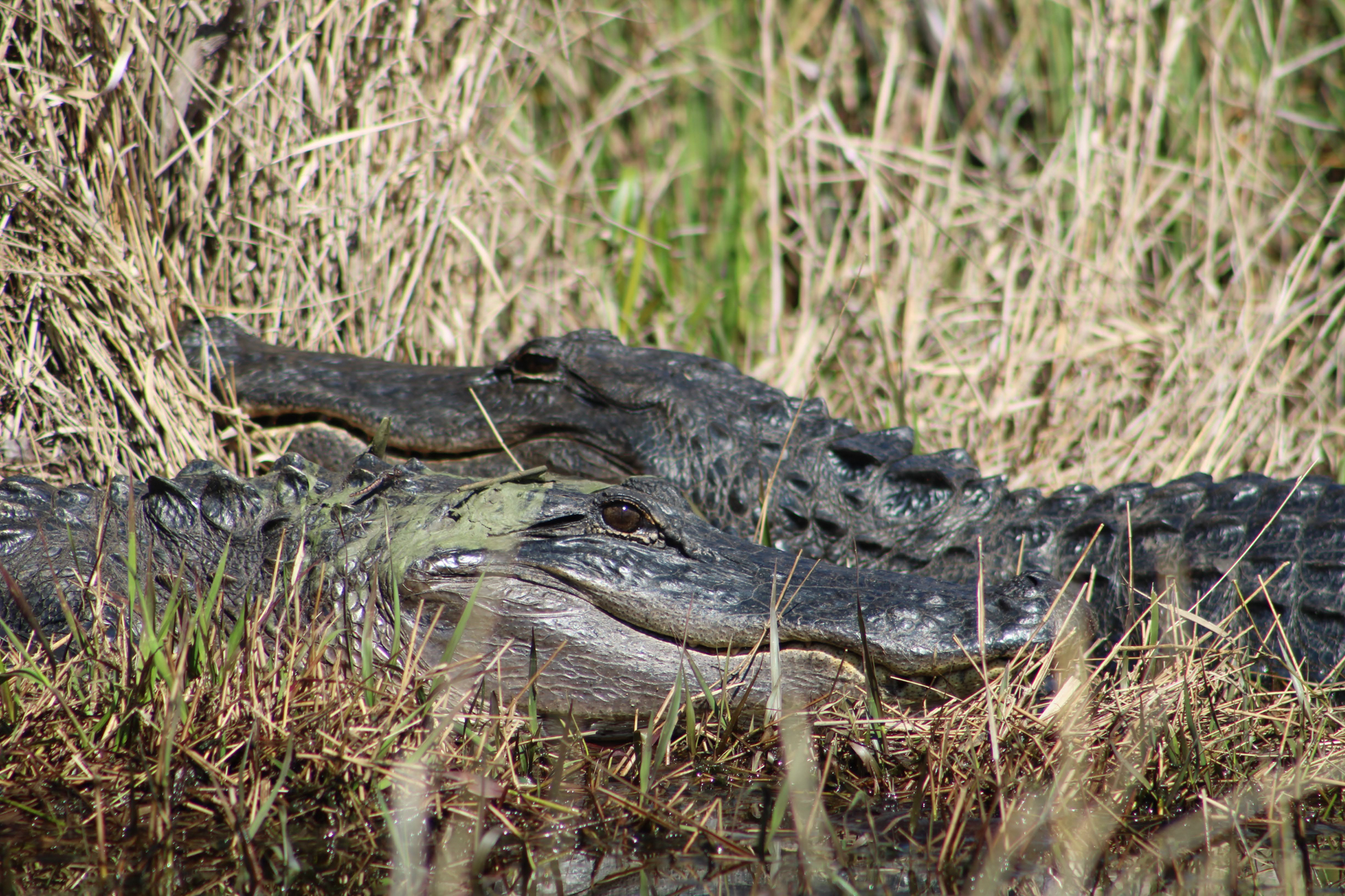 A pair of gators sit in the sun in a Georgia swamp.