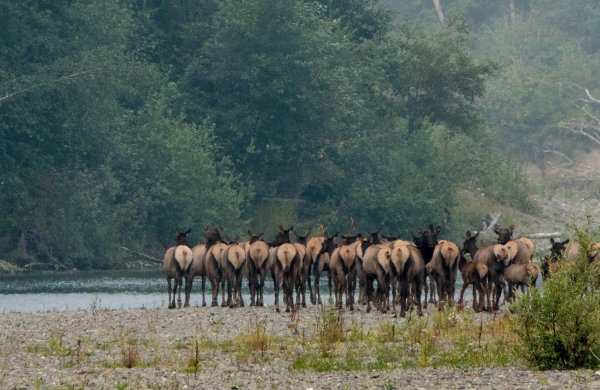 Freight Train Collides with Elk Herd in Washington State, Killing 26 Elk
