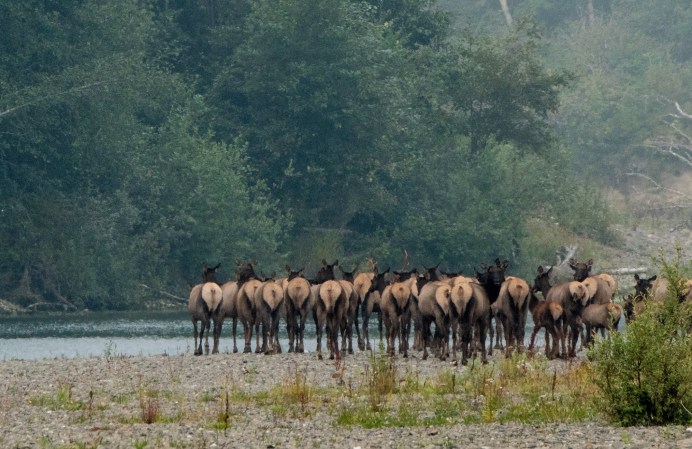 Herd of elk in Washington