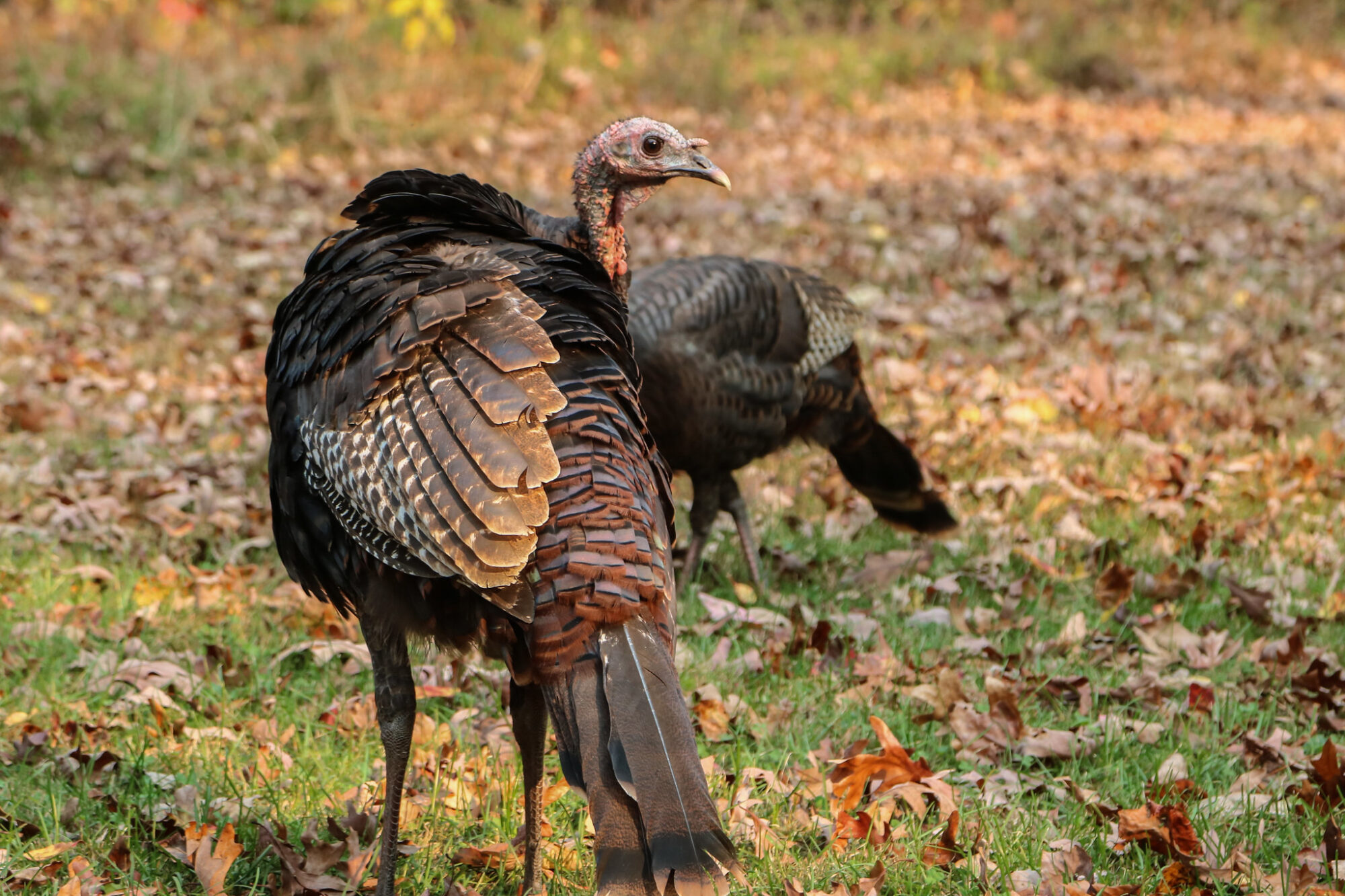 The Turkey Population Decline Why Are Turkeys in Trouble? Outdoor Life