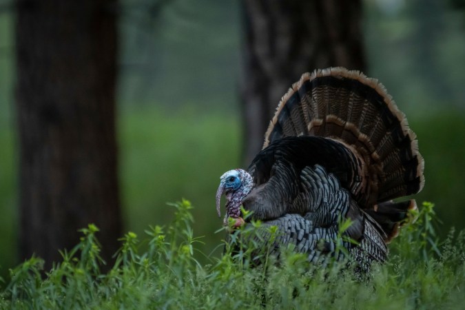 Why Are Wild Turkey Populations Declining?