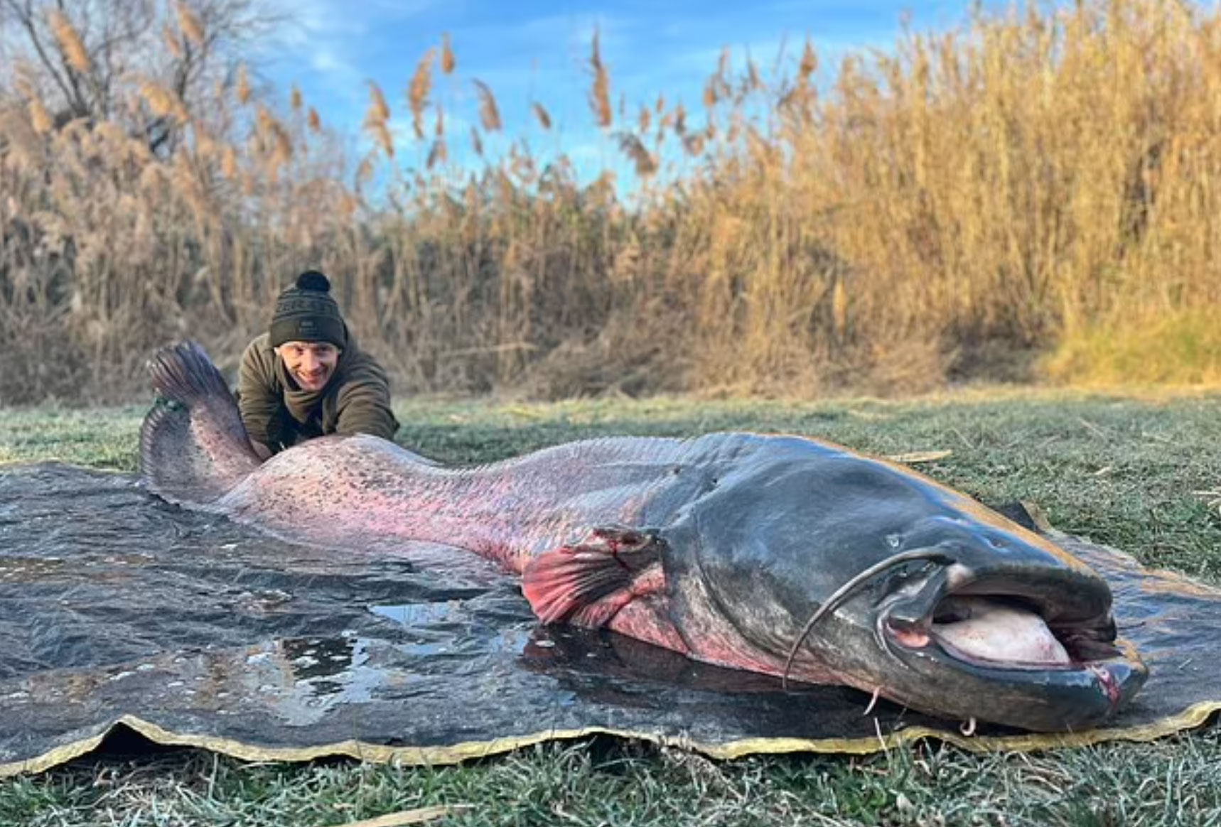 Giant Wels Catfish Tows Angler Down River Ebro
