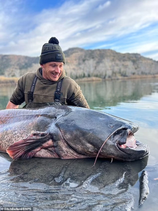 Giant Wels Catfish Tows Angler Down River Ebro